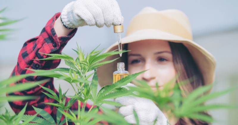 מה זה CBD